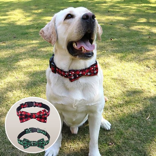 personnalisation collier chien - GR - Mon chien confortable