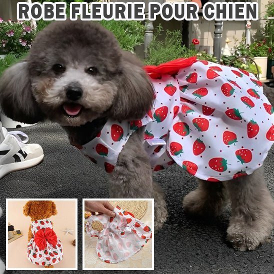 vetement chien - Mon chien confortable